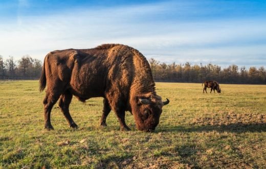 La réserve de bisons de Bucsani