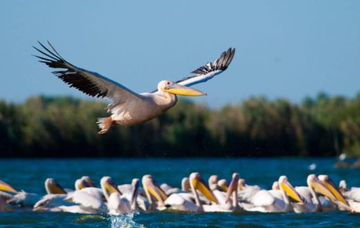 Observation des oiseaux dans le delta du Danube